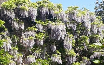 May News – Glorious blooms