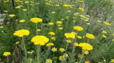 June News – Colours of Summer