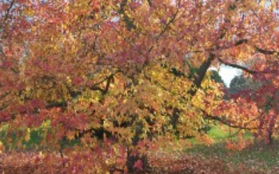 November News – Autumn Leaves
