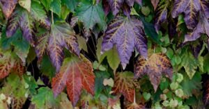 November News – Colours of Autumn