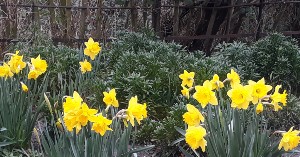 February News – Spring Flowers