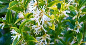 Plant of the Month – Sarcococca Sweet Box
