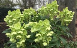 hellebore