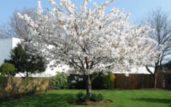 Blossom tree