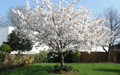 April News – Blossom everywhere