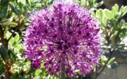 allium