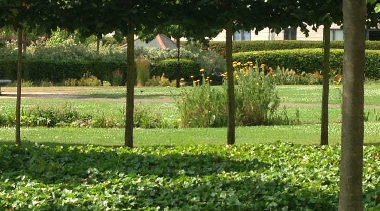 Lawn through trees