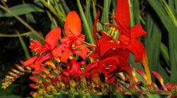 Crocusmia