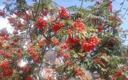 rowan tree