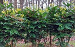 mahonia