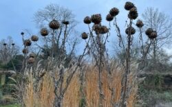 seedheads